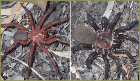 Is Euoplos dignitas dangerous? Scientists discover 'magnificent' new species of spider in Australia